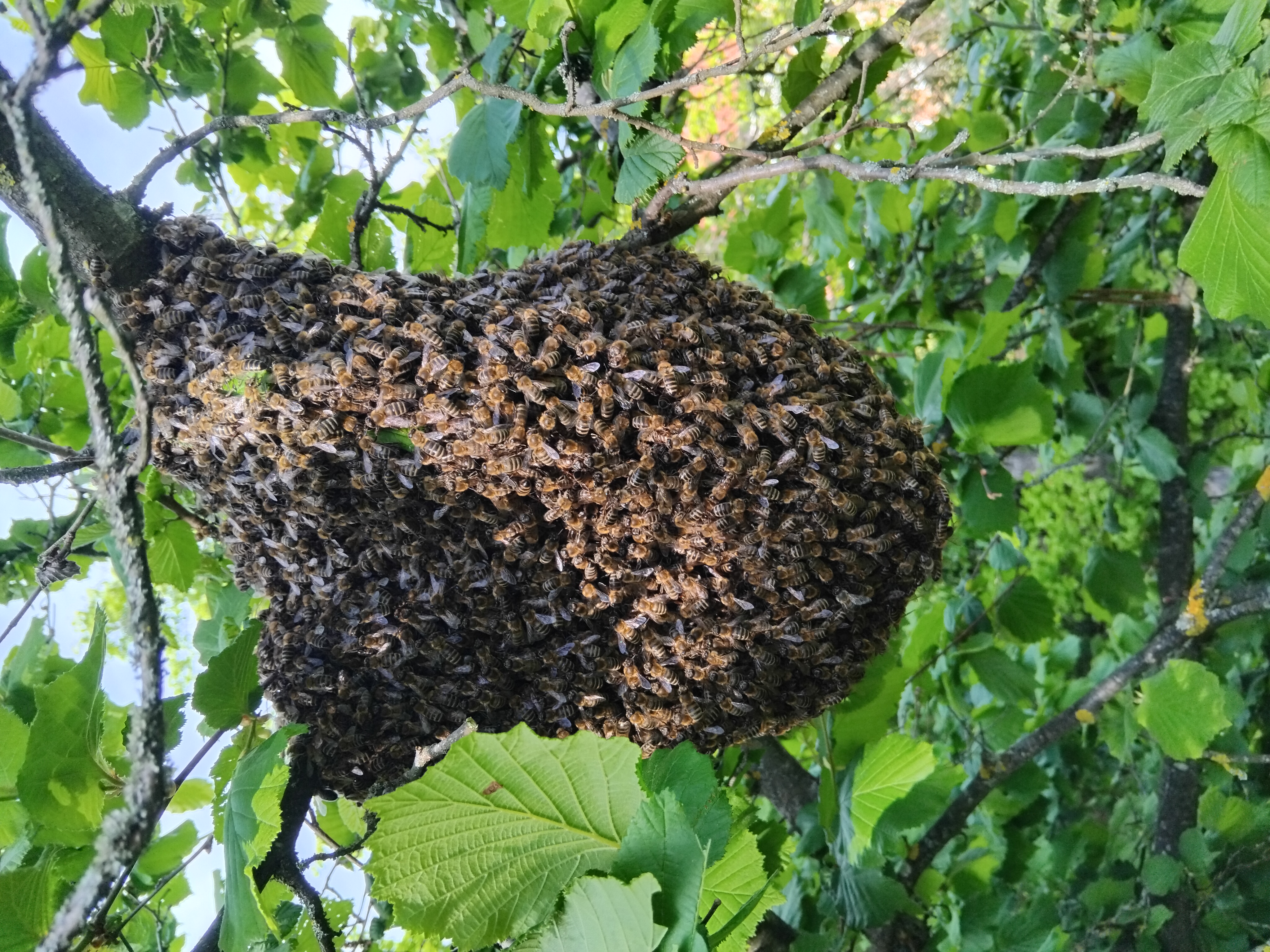 Pčelinje zajednice sa ili bez košnica.