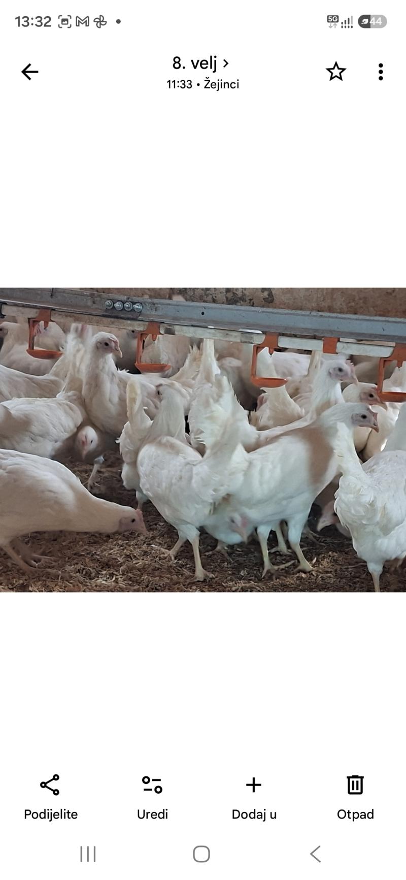 Leghorn