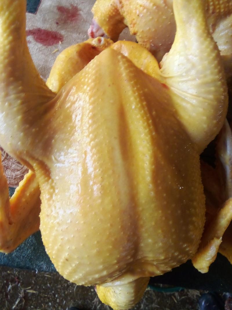 Pilići