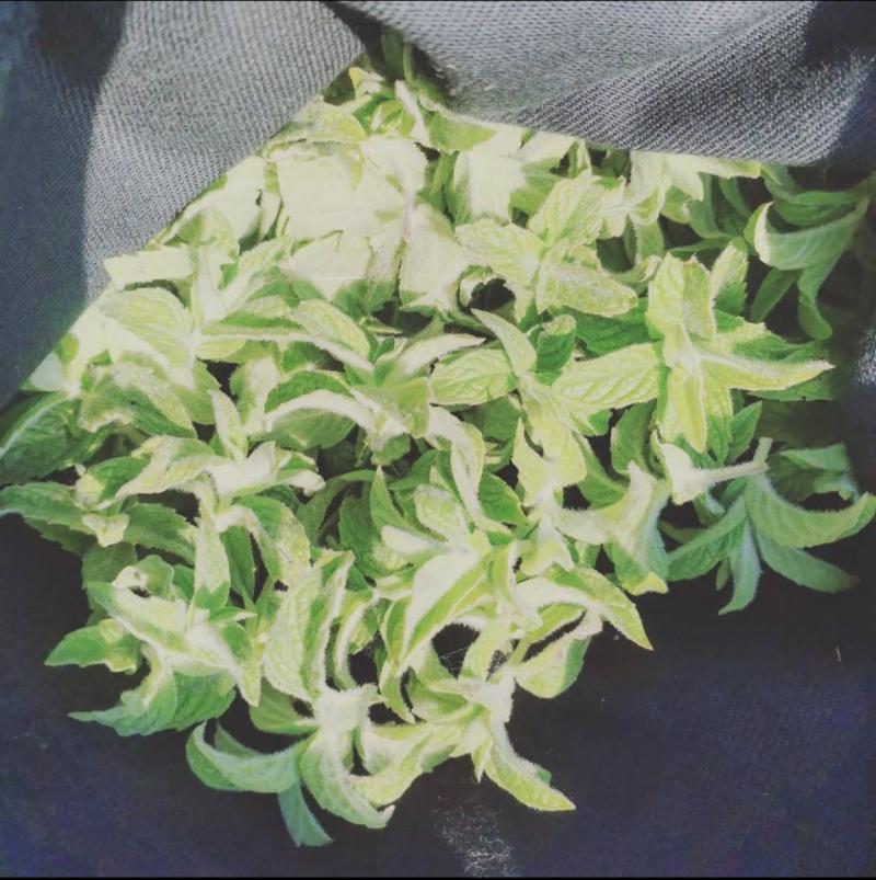 Menta