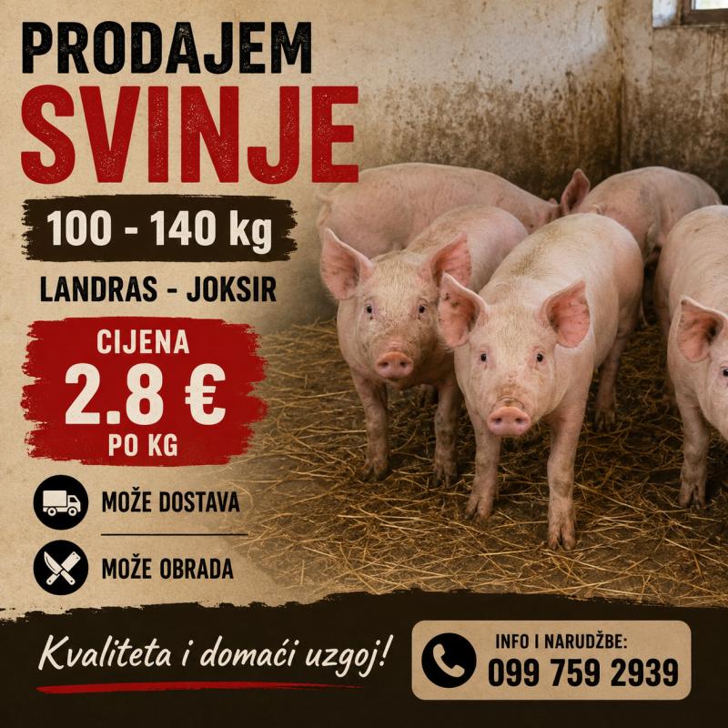 Svinje za tov i klanje 